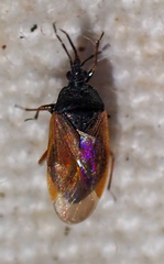 Anthocoris nigricornis