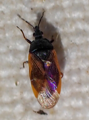 Anthocoris nigricornis