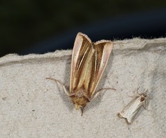 Plusia venusta