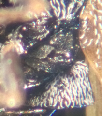 Anthocoris nigricornis