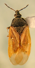 Anthocoris nigricornis