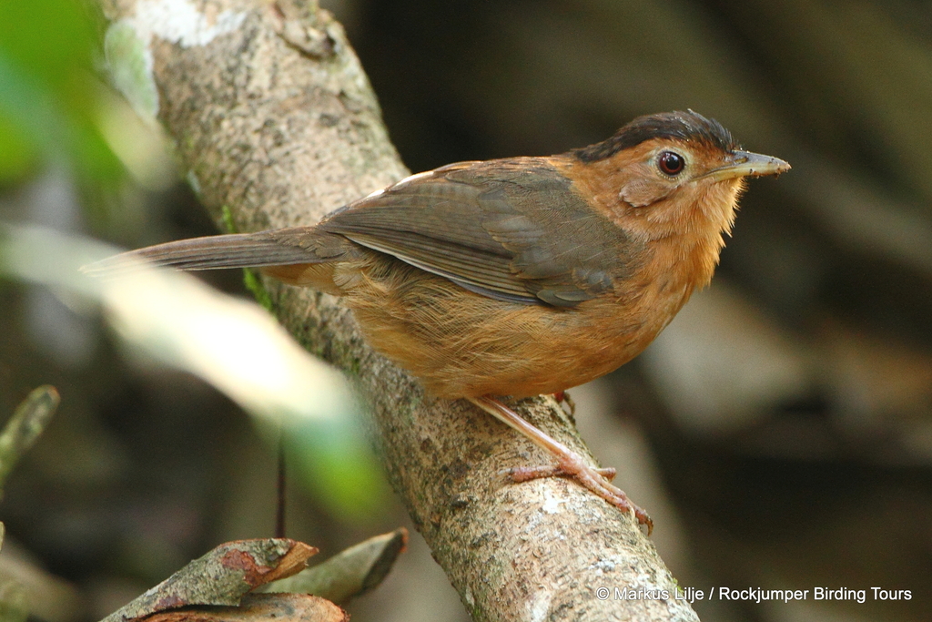 Brown-capped Babbler photo