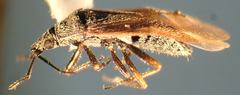 Anthocoris nigricornis