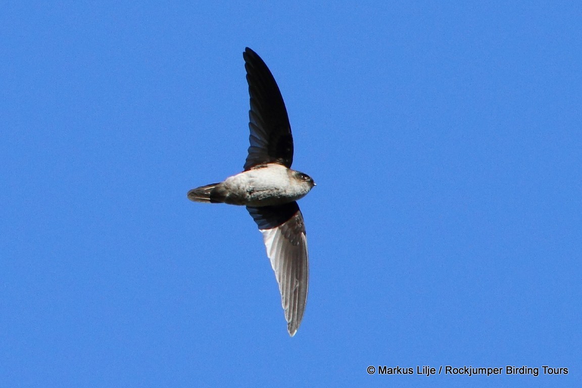 Mountain Swiftlet illustration
