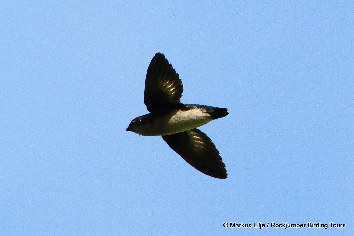 Papuan Spinetail illustration