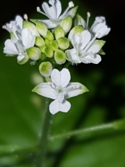 Circaea alpina pacifica
