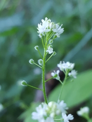 Circaea alpina pacifica