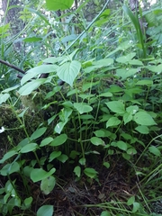 Circaea alpina pacifica