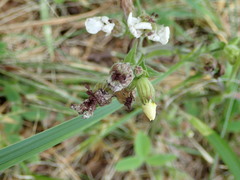 Microbotryum lychnidis-dioicae