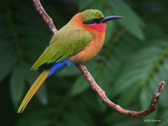 Red-Throated Bee-Eater photo 1