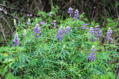 Lupinus campestris