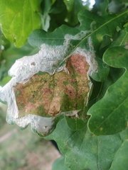 Erysiphe alphitoides