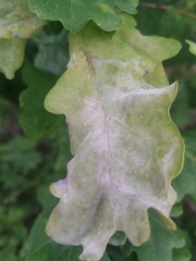 Erysiphe alphitoides