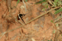 Bombylius pygmaeus