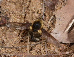Bombylius varius