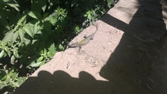 Podarcis muralis nigriventris