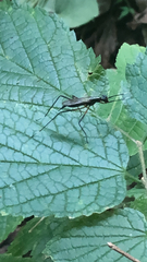 Rainieria antennaepes