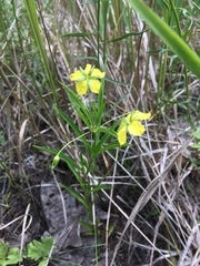 Lysimachia quadriflora