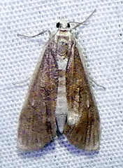 Parapoynx maculalis