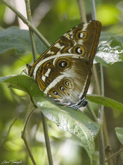 Morpho cisseis