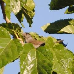 Sylvia atricapilla