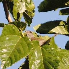 Sylvia atricapilla