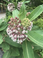 Asclepias syriaca