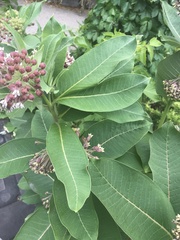Asclepias syriaca