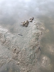 Haemopis