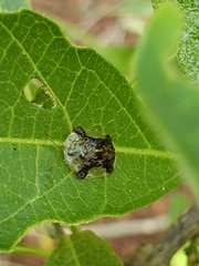 Helocassis testudinaria