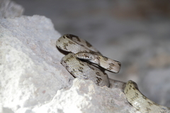 Telescopus fallax cyprianus