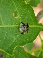 Helocassis testudinaria