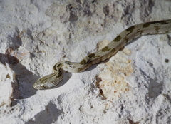 Telescopus fallax cyprianus