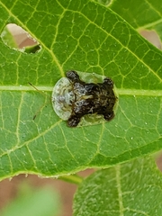 Helocassis testudinaria