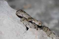 Telescopus fallax cyprianus