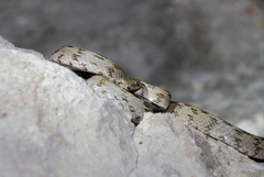 Telescopus fallax cyprianus