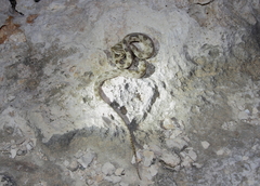 Telescopus fallax cyprianus