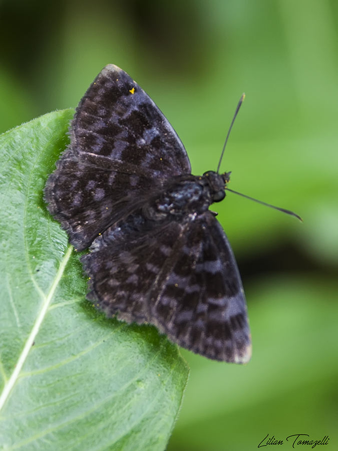 Viola Skippers