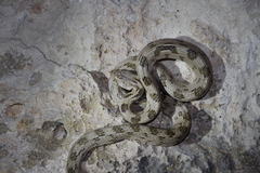 Telescopus fallax cyprianus