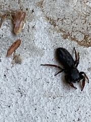 Metacyrba