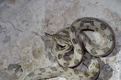 Telescopus fallax cyprianus