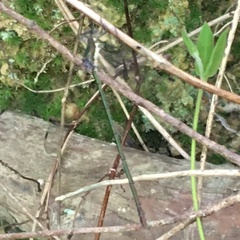 Lestes vigilax