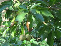 Voacanga africana