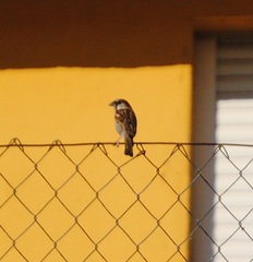 Passer domesticus
