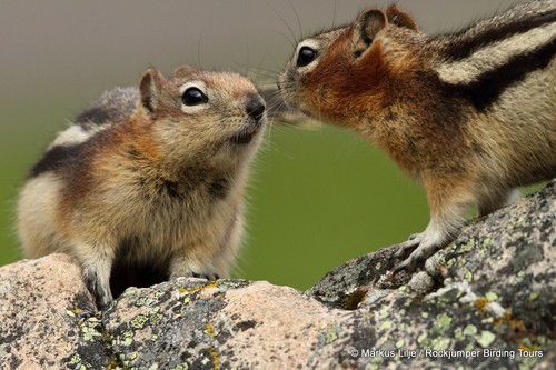 Common Golden-mantled Ground Squirrel, photo 7 of 9