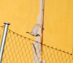 Passer domesticus
