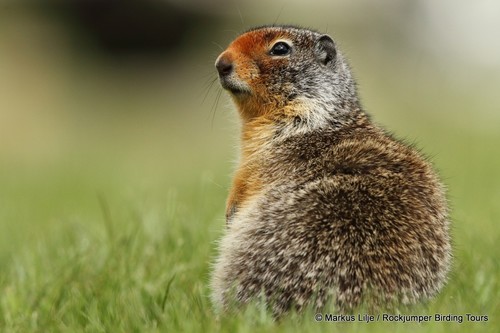 Columbian Ground Squirrel