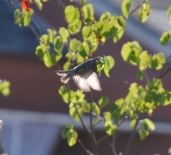 Passer domesticus