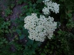 Achillea millefolium