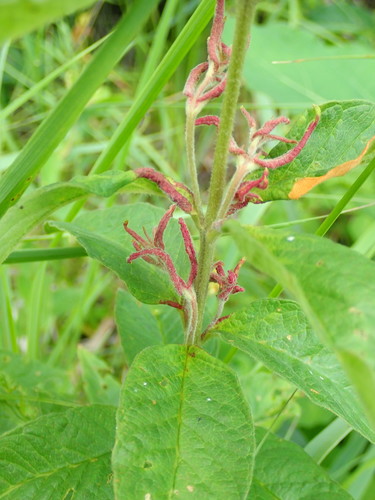 Aceria laticincta